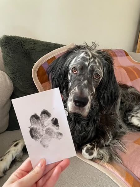 🐶Kit för att ta avtryck av husdjurs tassar🐾