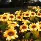 🌻60% RABATT! ☀️ Vattentäta solcellslampor – Realistiska kronblad, IP65 väderbeständiga och automatiskt lysande i 8–12 timmar ☀️🌻